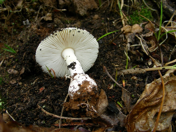 657 Aprile vecchio ritrovamento